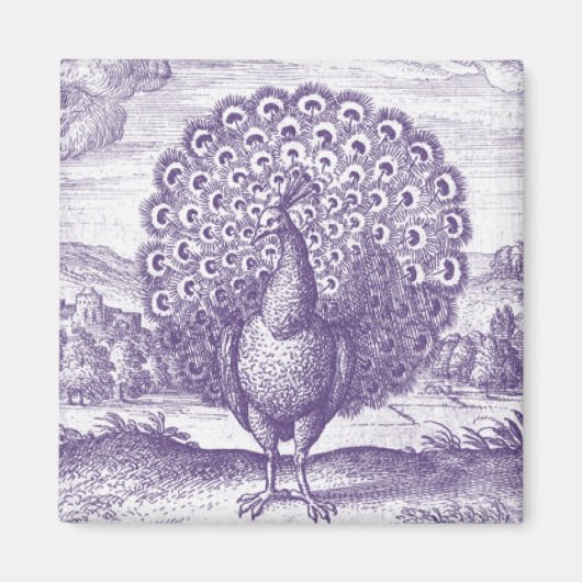 Aimant Peacock, une gravure vintage (Devant)