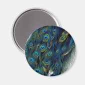 Aimant Peacock vintage (Recto/Verso)