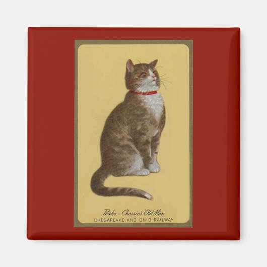 Aimant Peake, le chat tabby de Chessie (Devant)