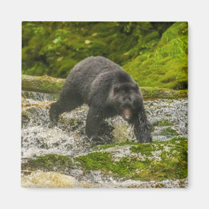 Aimant Pêche à l'ours noir Qua Creek Colombie-Britanniq