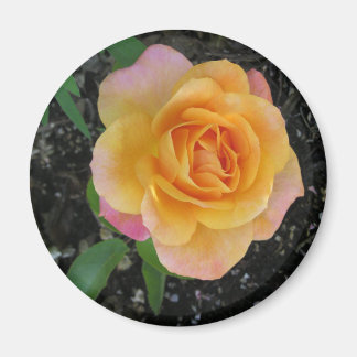 Aimant Pêche et Rose orange