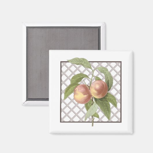 AIMANT PÊCHES (Recto/Verso)