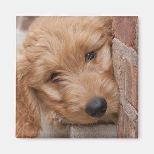 Aimant Peecing de Goldendoodle