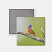 Aimant Peint Bunting Passerina ciris) chant masculin (Recto/Verso)