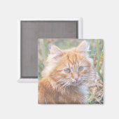Aimant Peinture de chaton roux funky mignon (Recto/Verso)