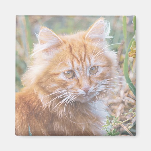 Aimant Peinture de chaton roux funky mignon (Devant)