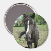 Aimant Peinture de cheval (Recto/Verso)