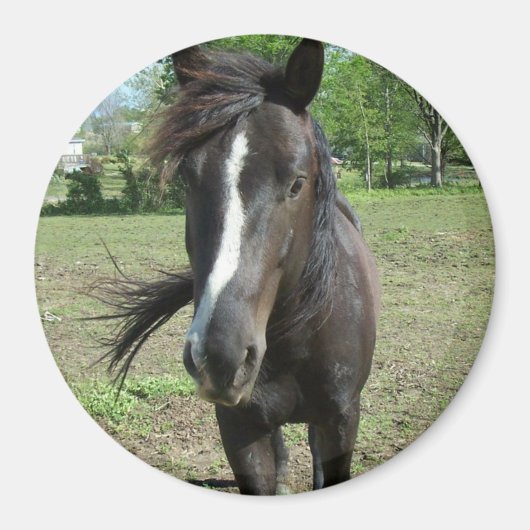 Aimant Peinture de cheval (Devant)