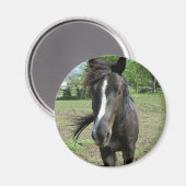 Aimant Peinture de cheval (Recto/Verso)