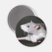 Aimant Peinture de rat mignon (Recto/Verso)