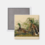Aimant Peinture d'oiseaux de Mallard Duck Audubon (Recto/Verso)