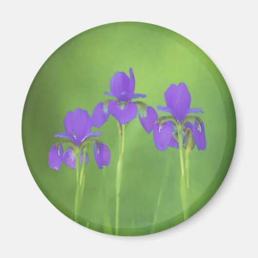 Aimant Peinture Iris Violet - Art Fleur Originale (Devant)