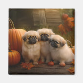 Aimant Pekingese Chiot Automne Citrouille délice (Devant)