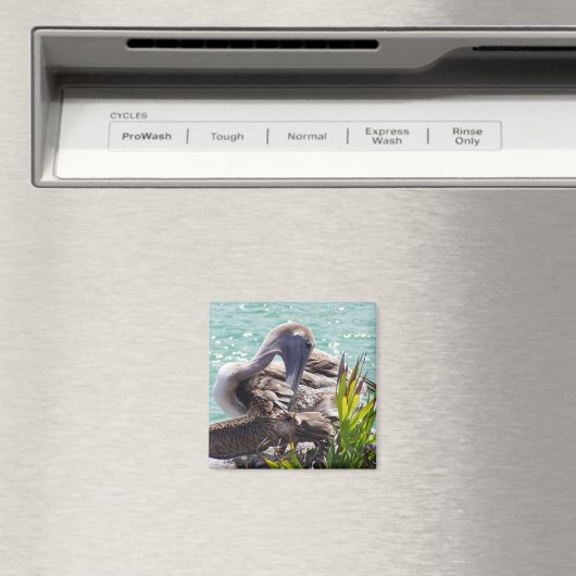 Aimant Pélican (In Situ (Lave-vaisselle))