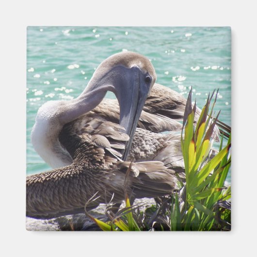 Aimant Pélican (Devant)