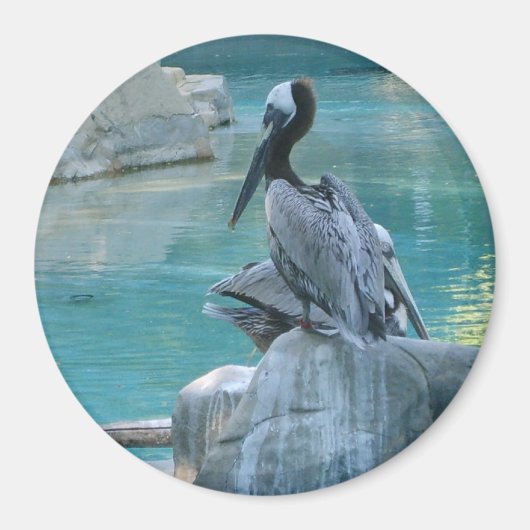 Aimant Pélican (Devant)