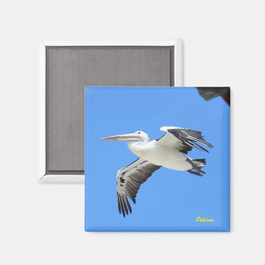 Aimant Pélican (Recto/Verso)