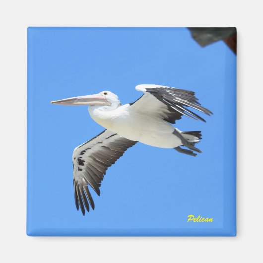 Aimant Pélican (Devant)