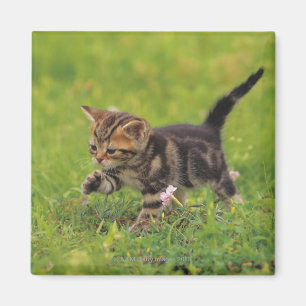 Aimant Pelouse l'explorant de chaton