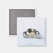 Aimant Penguin (Aptérodytes forsteri) 2 (Recto/Verso)