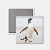 Aimant Penguin Gentoo (Recto/Verso)
