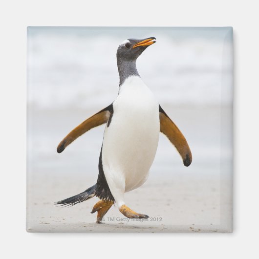 Aimant Penguin Gentoo (Devant)