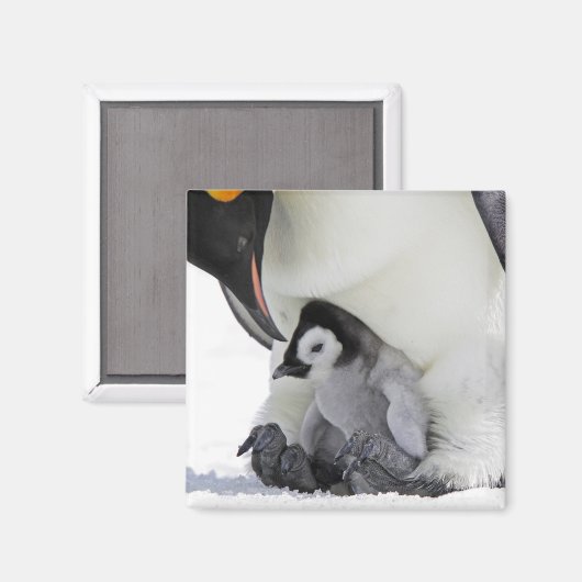 Aimant Penguin | Île de Snow Hill (Recto/Verso)