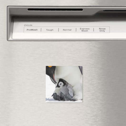 Aimant Penguin | Île de Snow Hill (In Situ (Lave-vaisselle))