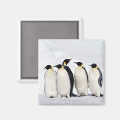 Aimant Penguins empereurs (Recto/Verso)