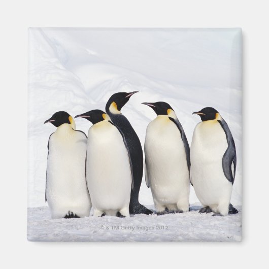 Aimant Penguins empereurs (Devant)