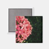 Aimant Pentas (Recto/Verso)