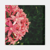 Aimant Pentas (Devant)