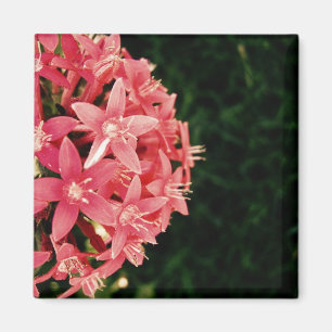 Aimant Pentas