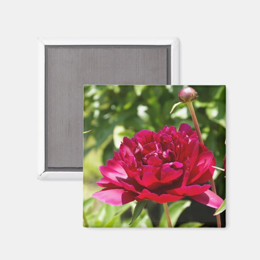 Aimant Peonées de velours de Maron foncé (Recto/Verso)