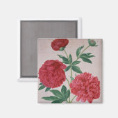 Aimant Peonies, assiette 46 du Nassau Florilegium (avec c (Recto/Verso)