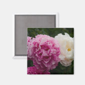 Aimant Peonies roses et blanches | Rosa & Weiße Pfingstro (Recto/Verso)