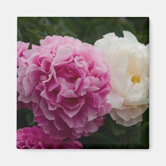 Aimant Peonies roses et blanches | Rosa & Weiße Pfingstro