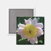 Aimant Peonies roses et jaunes Belle florale (Recto/Verso)