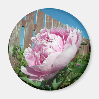 Aimant Peony 3