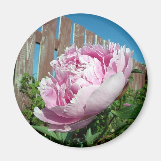 Aimant Peony 3 (Devant)