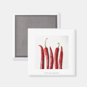 Aimant Peppers chili dans une rangée (Recto/Verso)