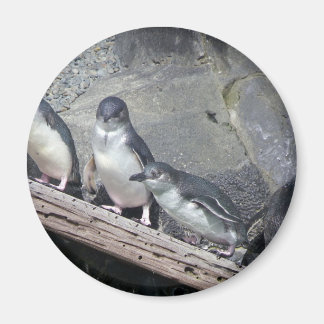 Aimant Perche de pingouin