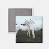 Aimant Percherons Se Cultivant (Recto/Verso)