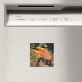 Aimant Perches d'écrevisses sur coraux pierreux (In Situ (Lave-vaisselle))