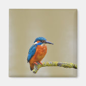 Aimant Perching Kingfisher (Devant)