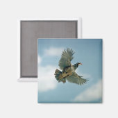 Aimant Perdrix de Chukar en vol (Recto/Verso)