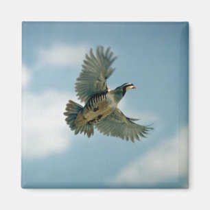 Aimant Perdrix de Chukar en vol