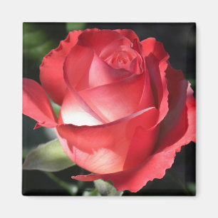 Aimant Perfection rose
