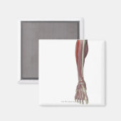 Aimant Peroneus Longus (Recto/Verso)