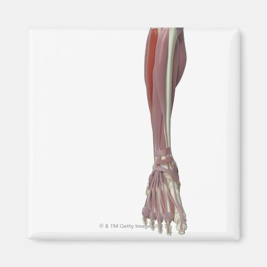 Aimant Peroneus Longus (Devant)